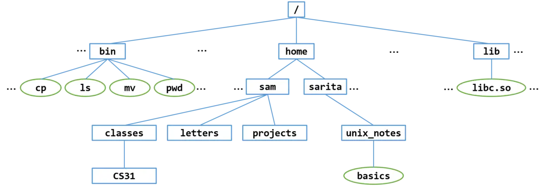 نظام ملفات Unix بعد أن ينشئ sam الأدلة الفرعية classes وletters وprojects، وينشئ دليلاً فرعياً باسم CS31 تحت classes.