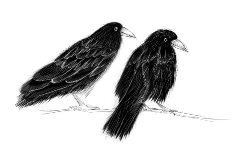 رسم توضيحي يُظهر غرابين على غصن شجرة